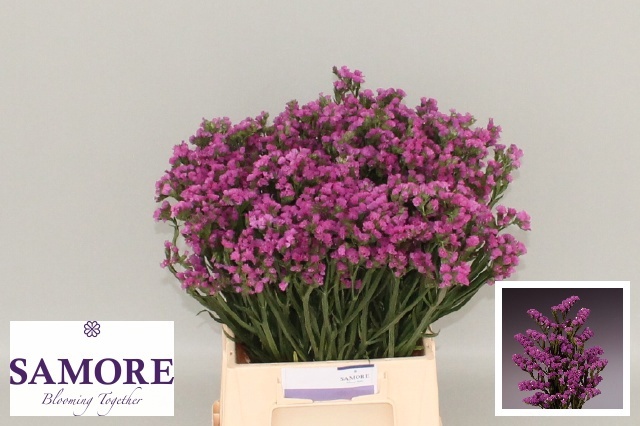 Limonium St Rosa Sun Birds 45cm 14gram
