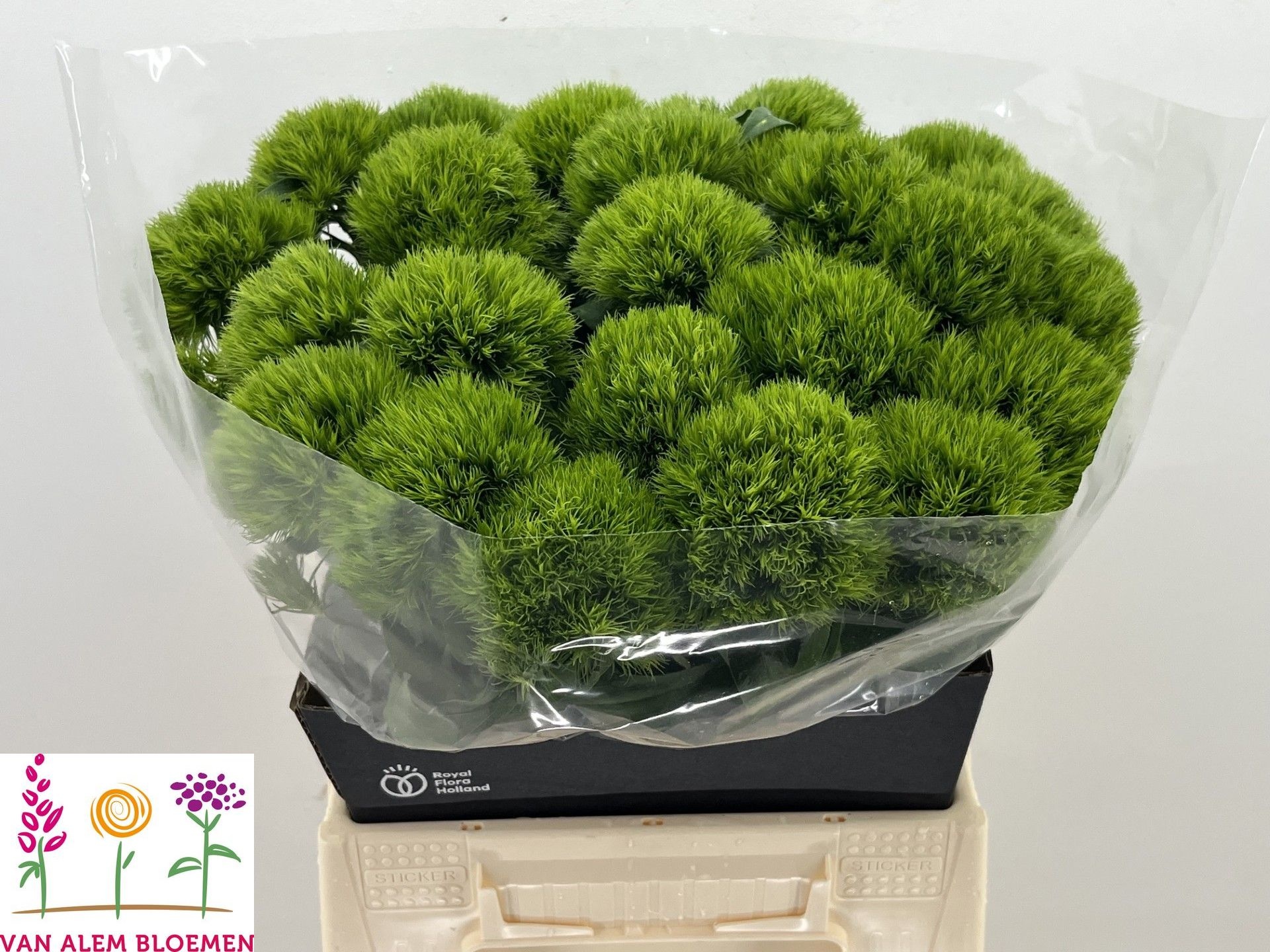 Di Barb Green Charm 45cm