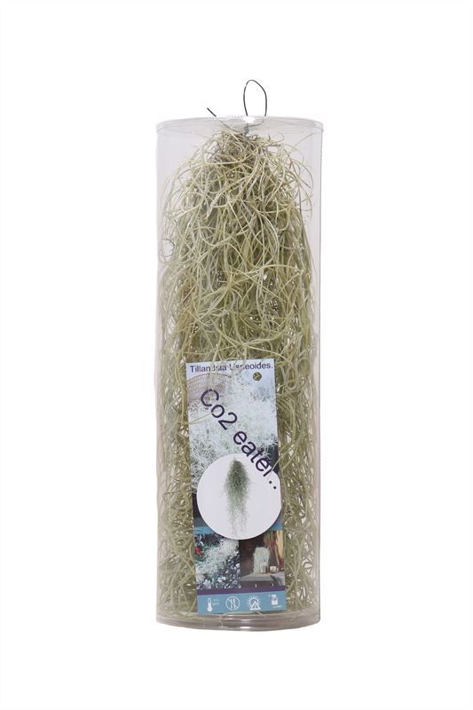 Till Usneoides
