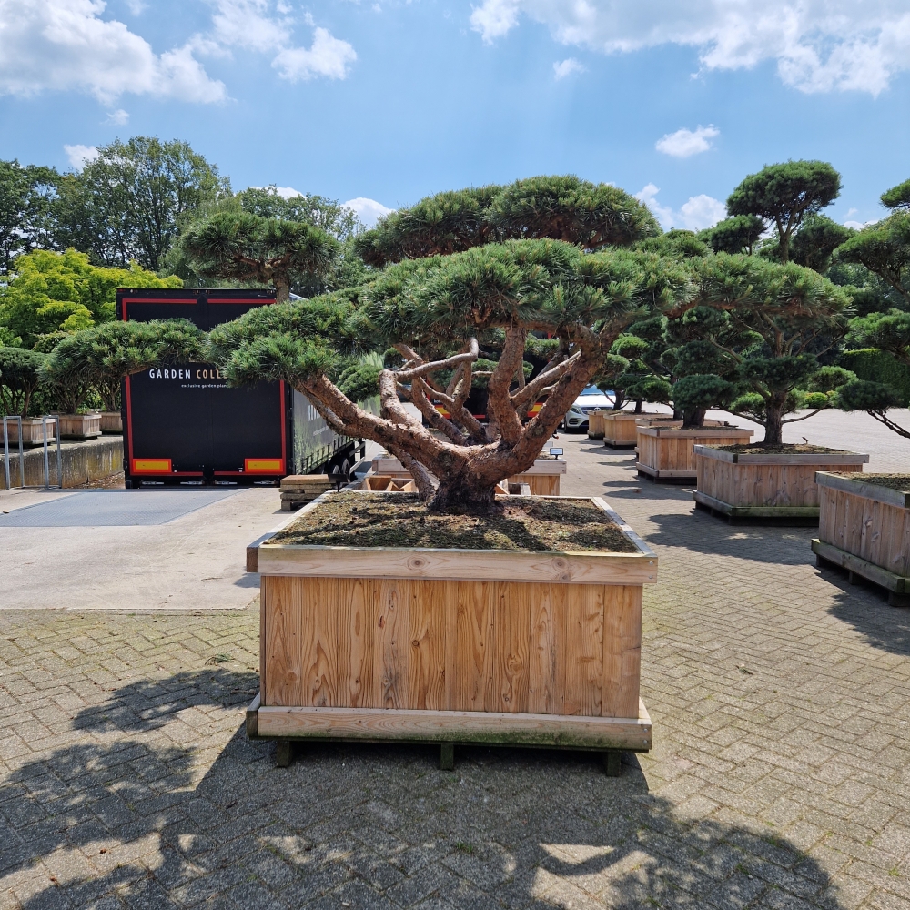 Picture of Pinus sylvestris Repens W135X135 BONSAI-225/250