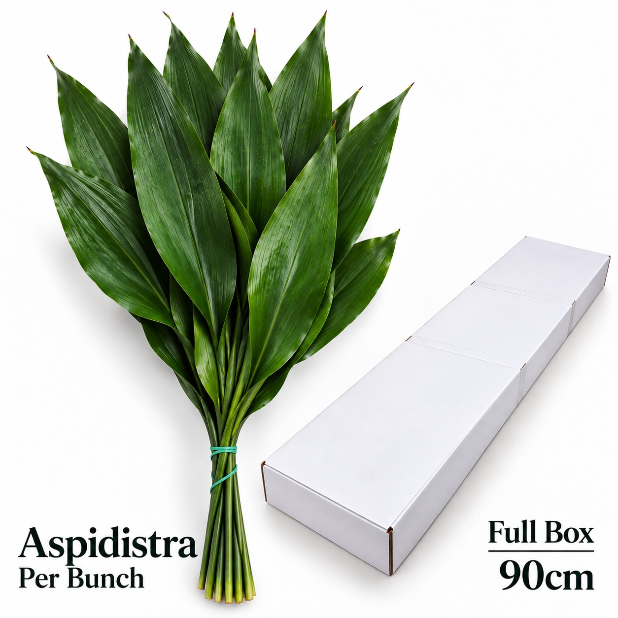 Aspid Elatior Bs