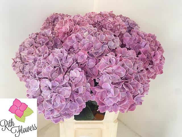 Hydrangea Sweet Ruby 80cm 20Ø