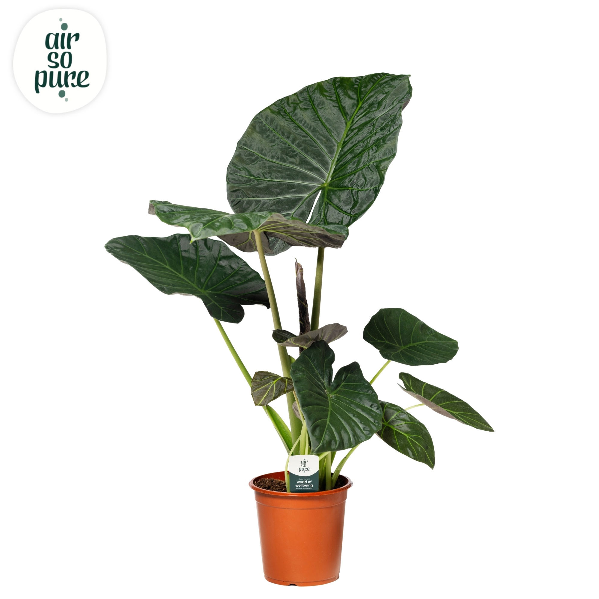 Alocasia Regal Shield (Air so Pure)