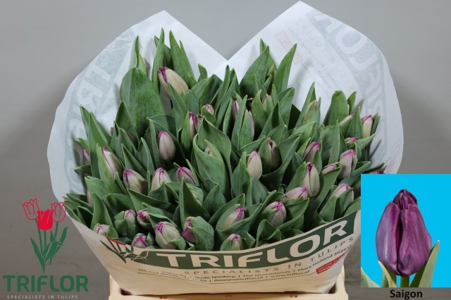 Tulipa Saigon 39cm 42gram
