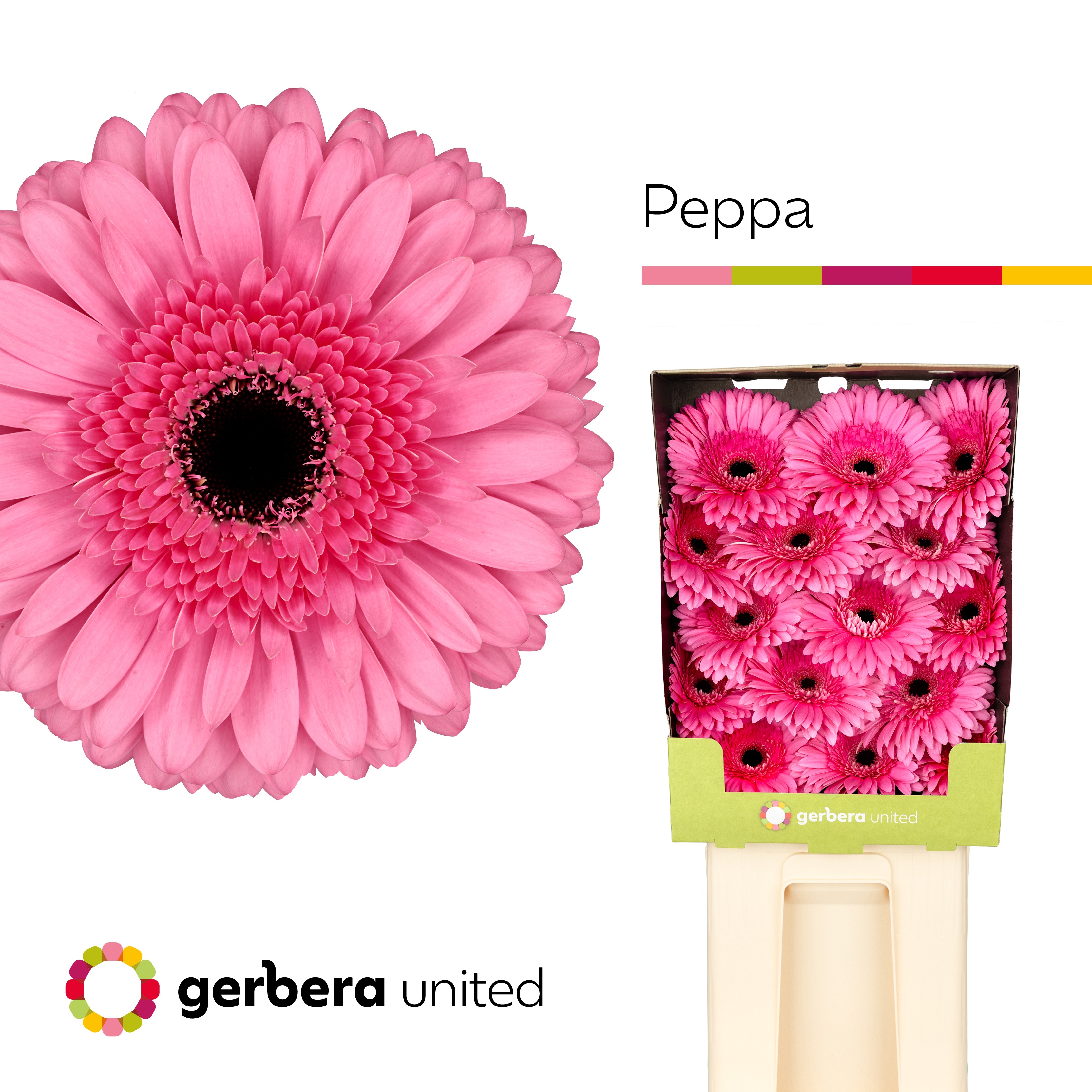 Gerbera Peppa Diamond