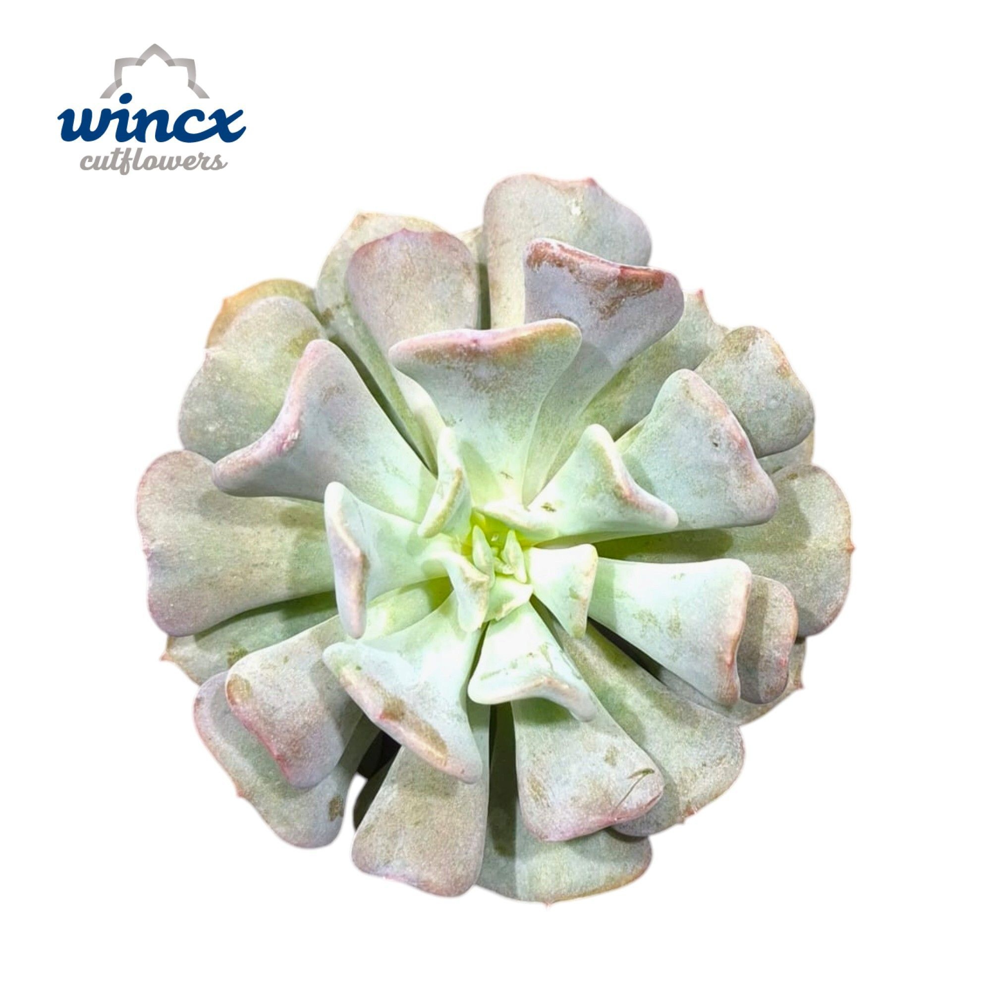 Echeveria Cubic Frost Cutflower
