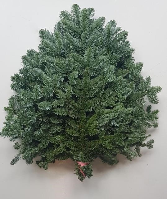Abies Nobilis Blue