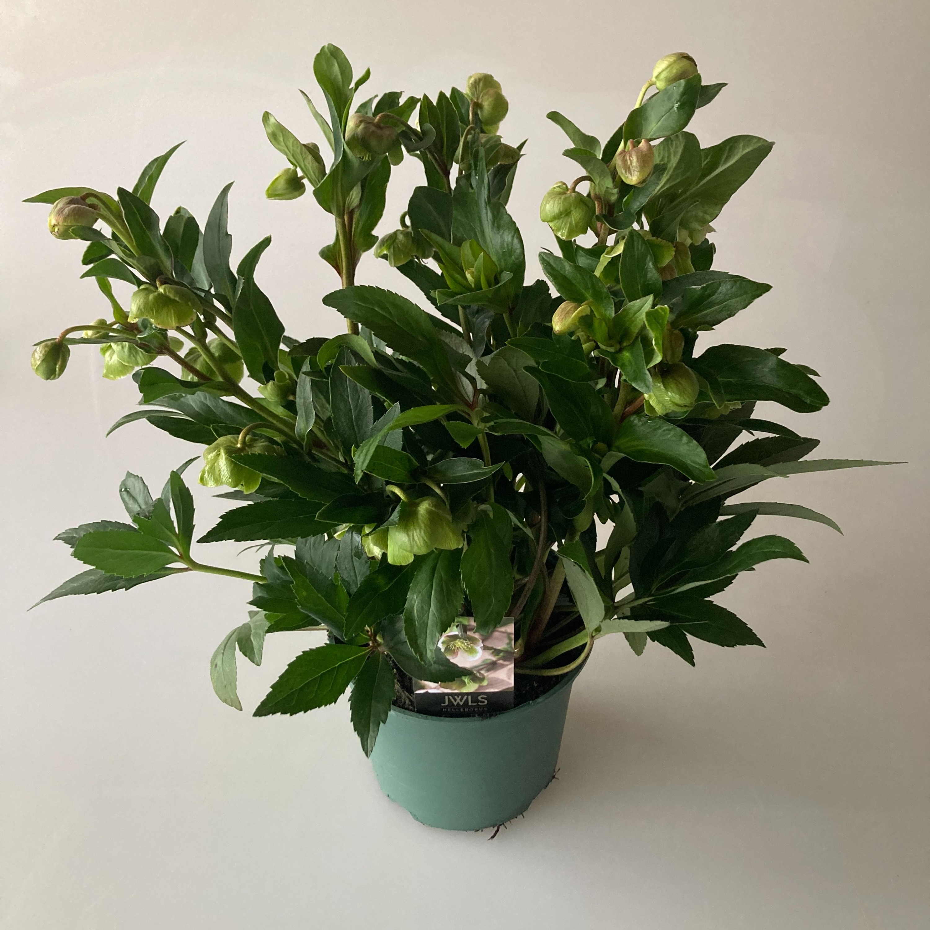 Picture of Helleborus Winterbells P17 (2 Ltr) 40CM