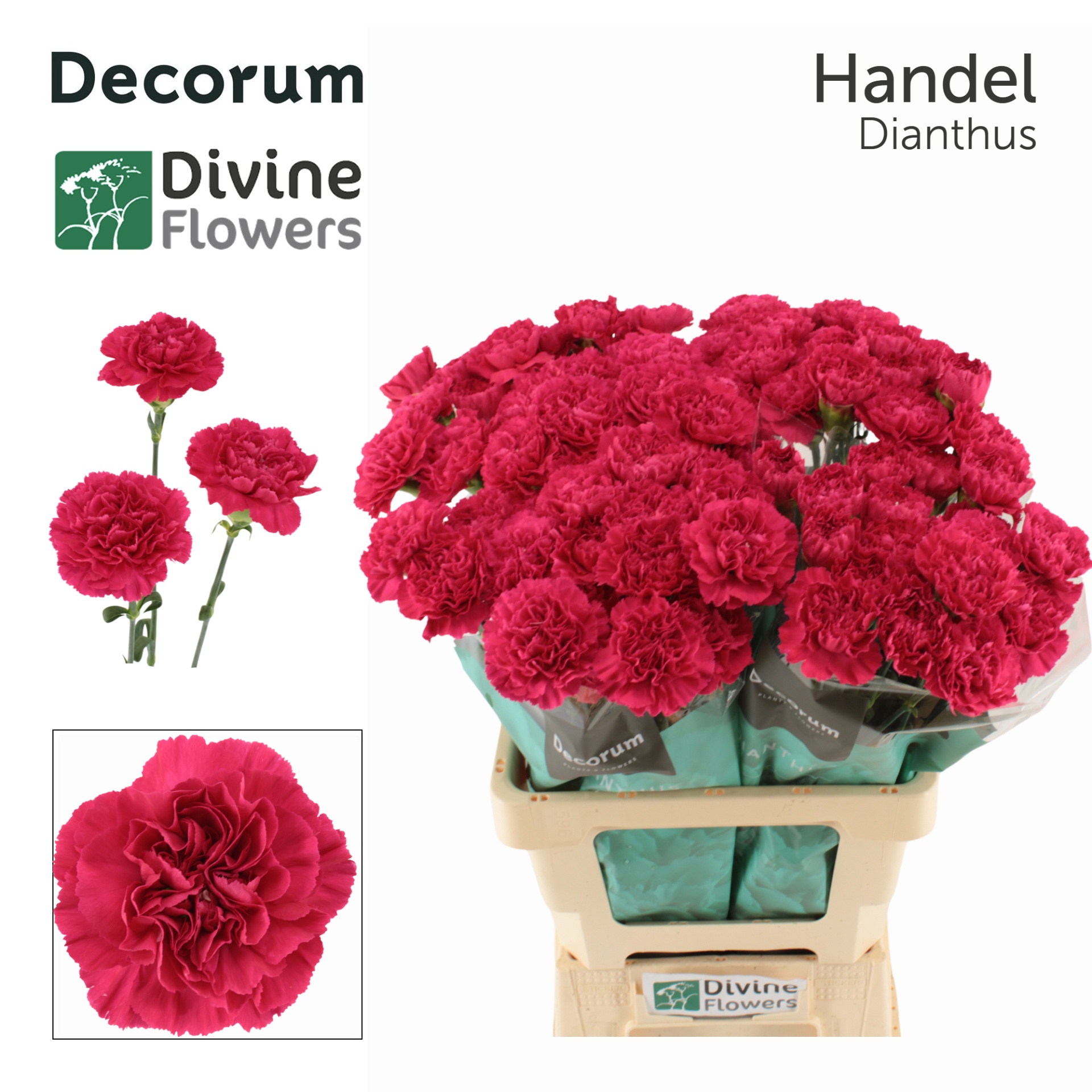 Di St Handel 60cm
