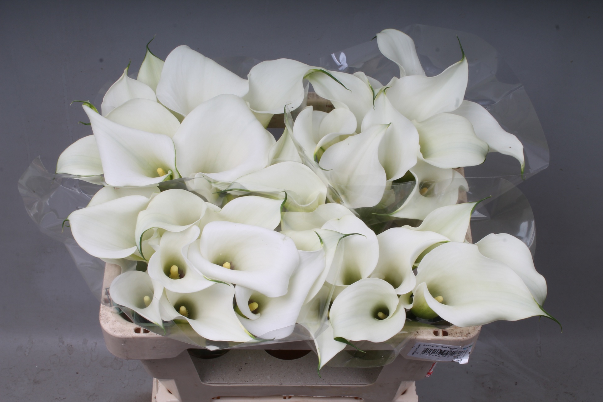 Calla White Art 50cm