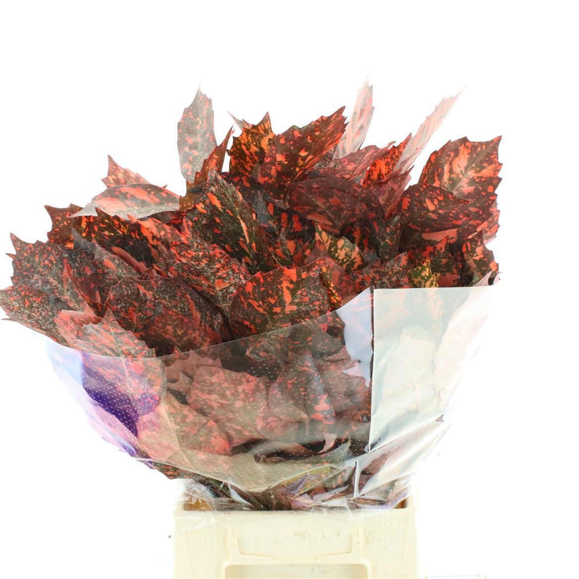 Aucuba Japonica Bs 60cm 300gram
