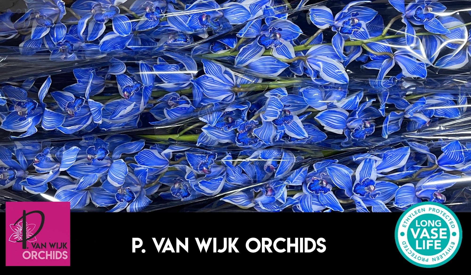 Cymbidium Dyed Asst/* 12/15bl