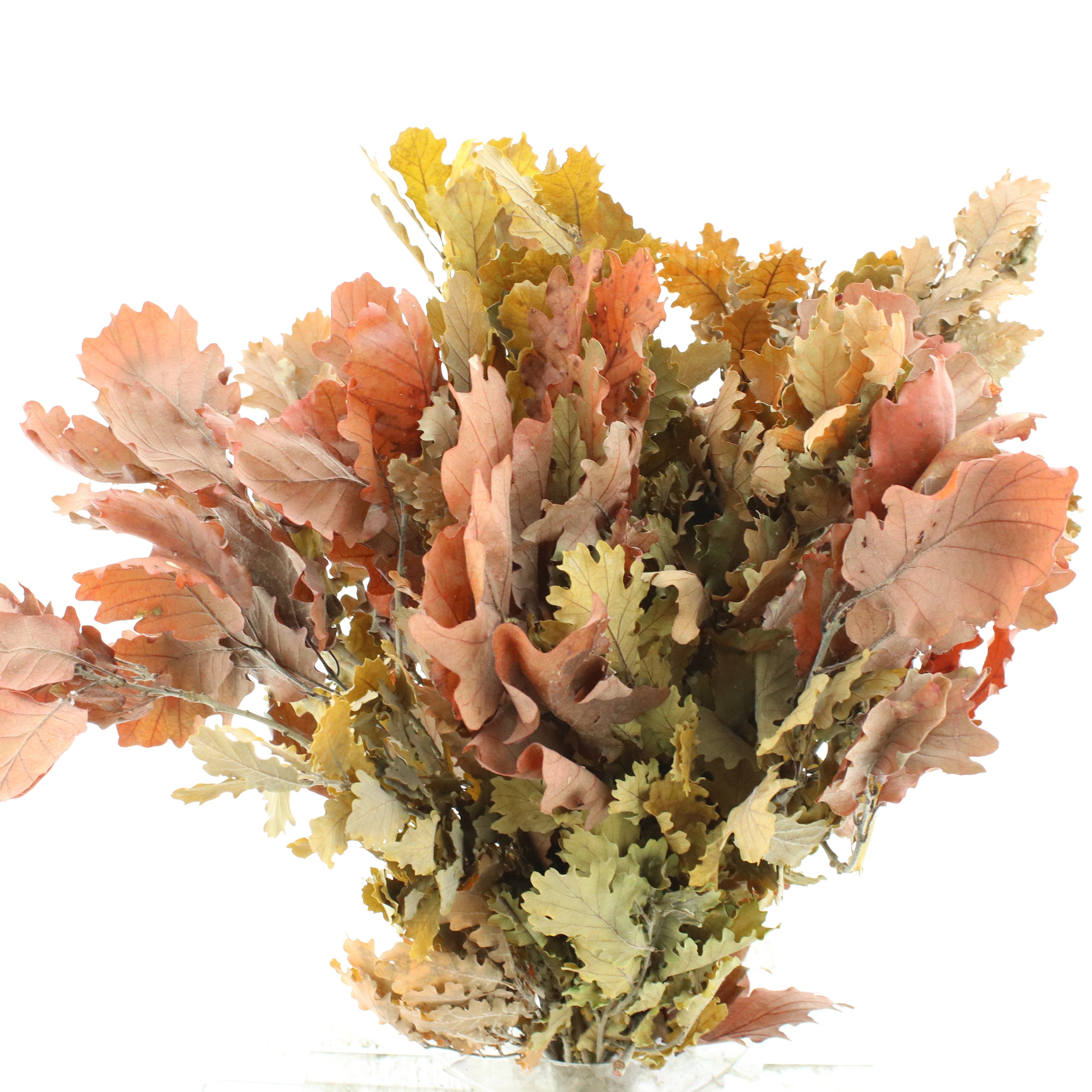 Dried/preserved Flowers Misc 60cm