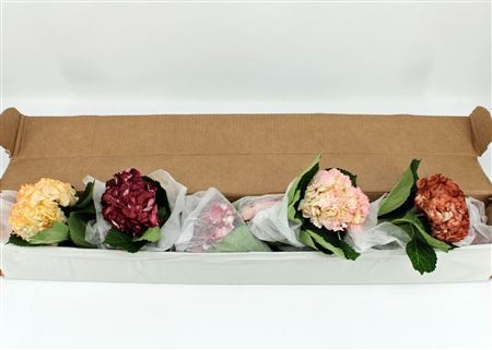 Hydrangea Painted 60cm 16Ø