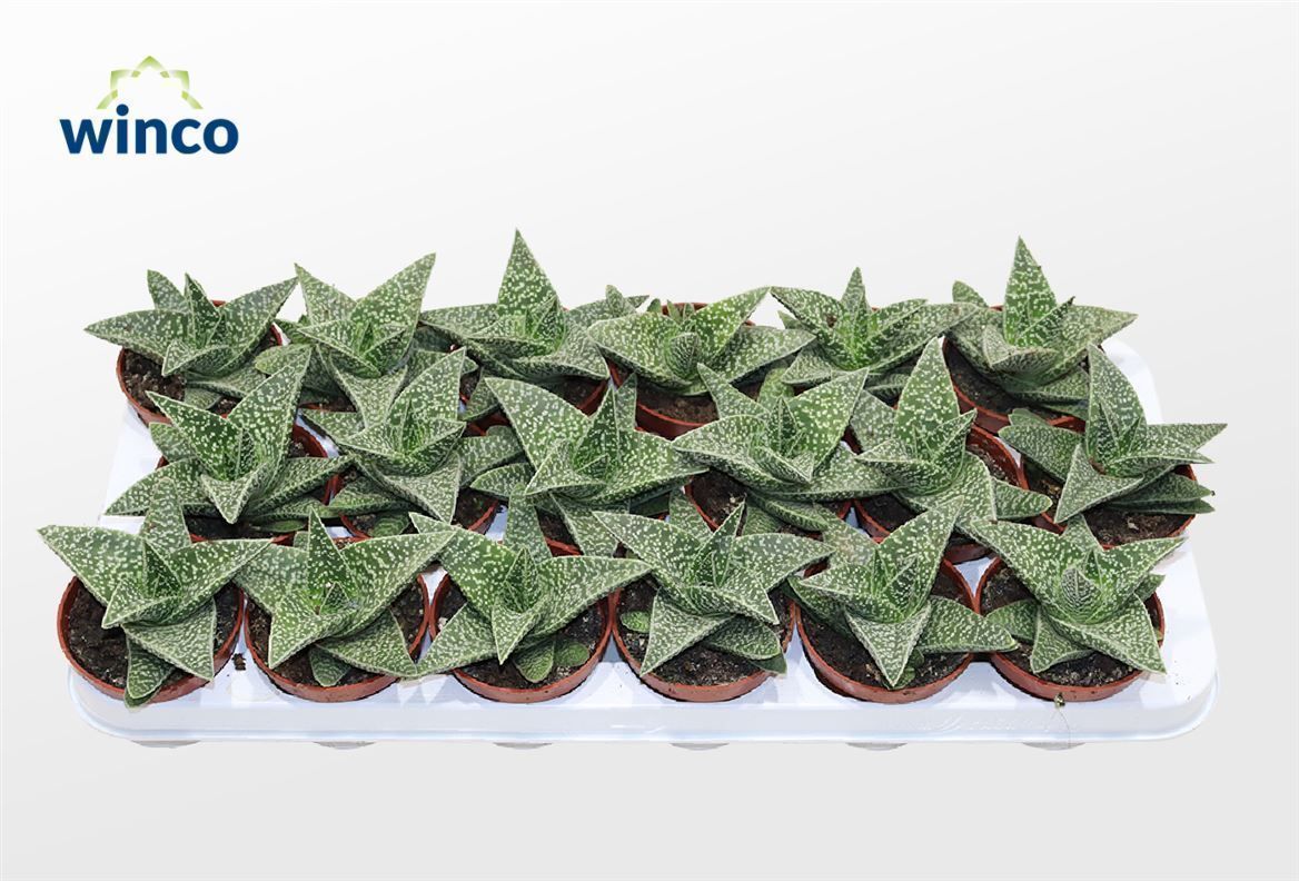 Picture of Aloe Aveo P8 14CM