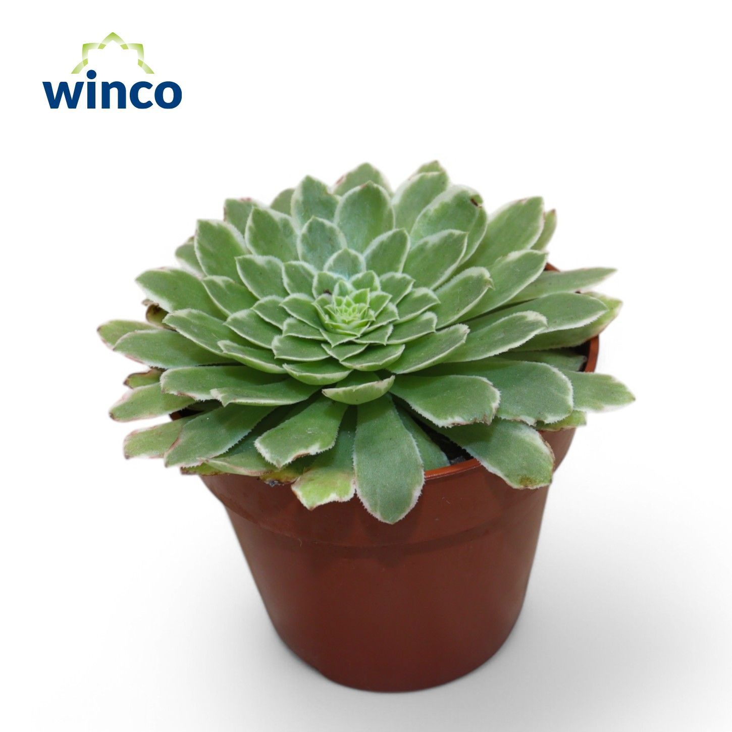 Aeonium overig - Aeonium