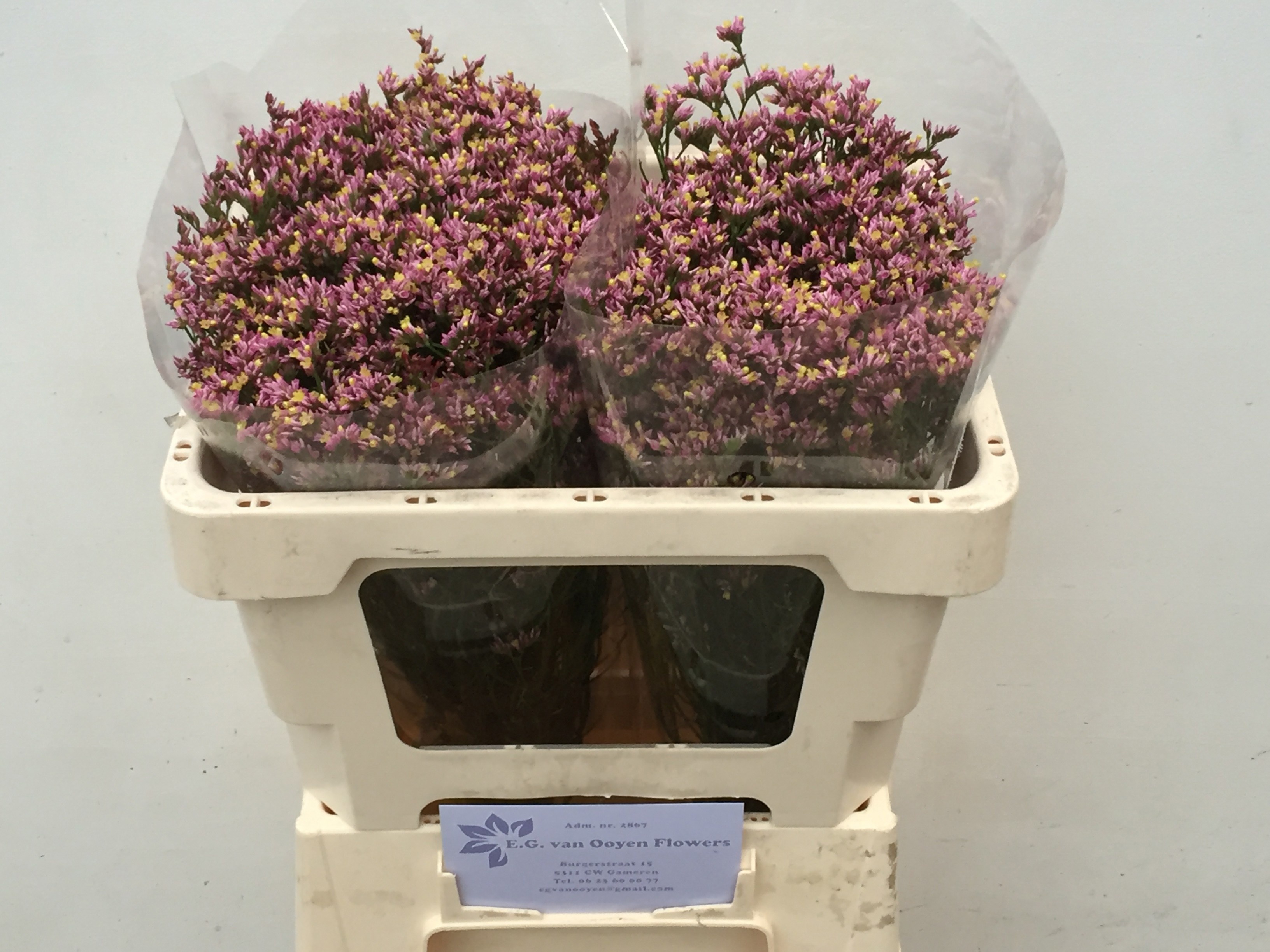 Limonium Sin Anouk Diamond 50cm 15gram