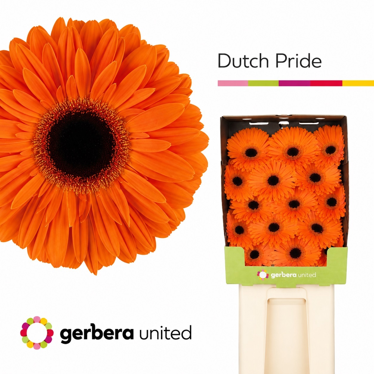 Ge Gr Dutch Pride
