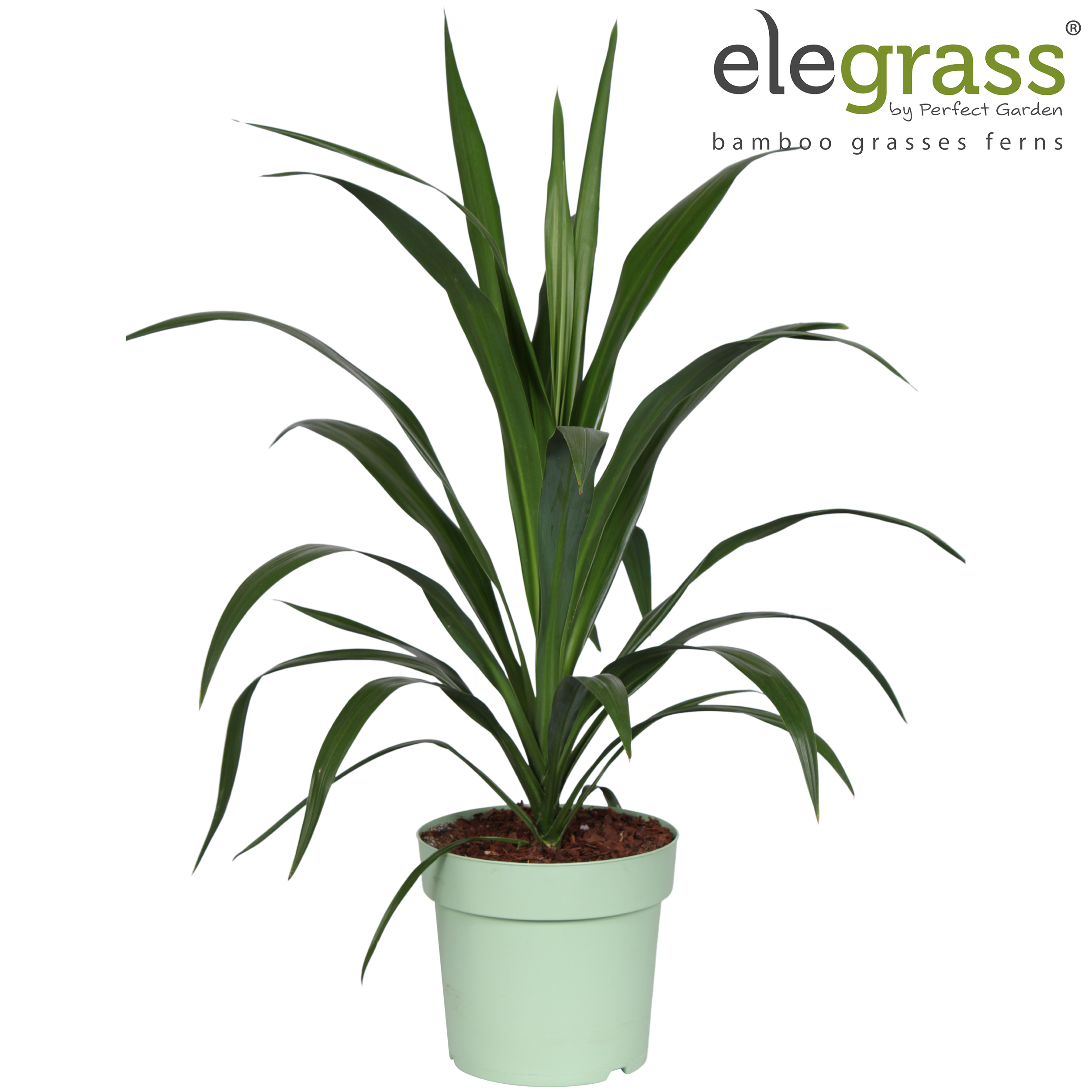 Picture of Cordyline 'Emerald Star' P23