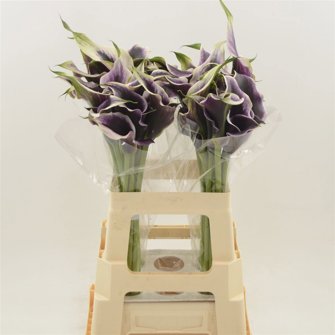 Calla Dubai Nights 60cm