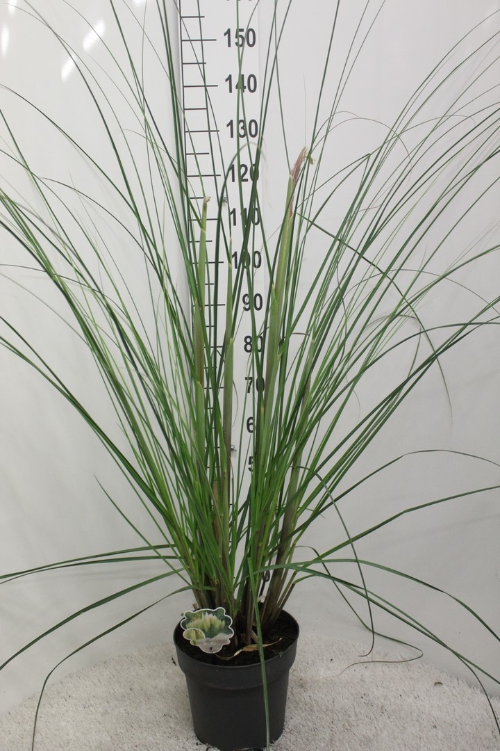 Picture of Cortaderia selloana Pumila P29 (10 Ltr)