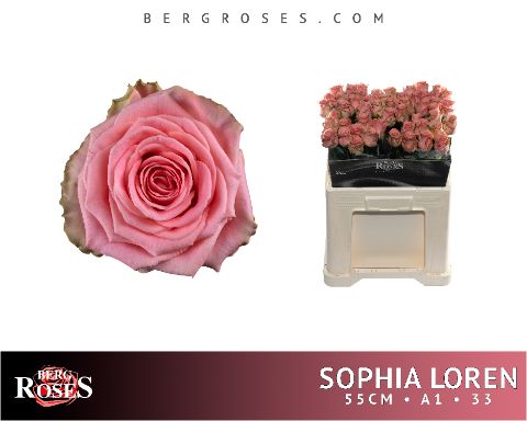 Rosa Sophia Loren 50cm