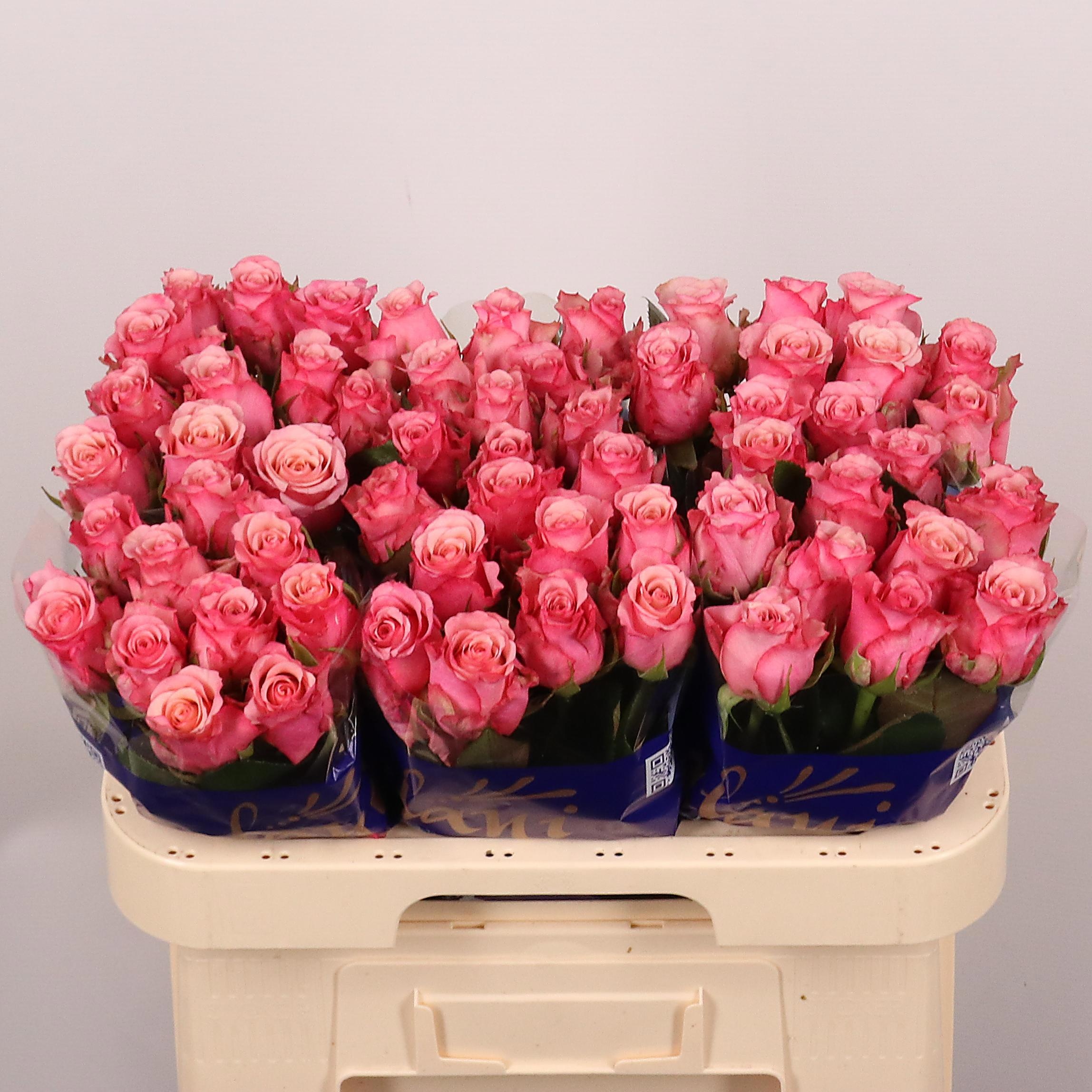 Rosa Ramonda 60cm