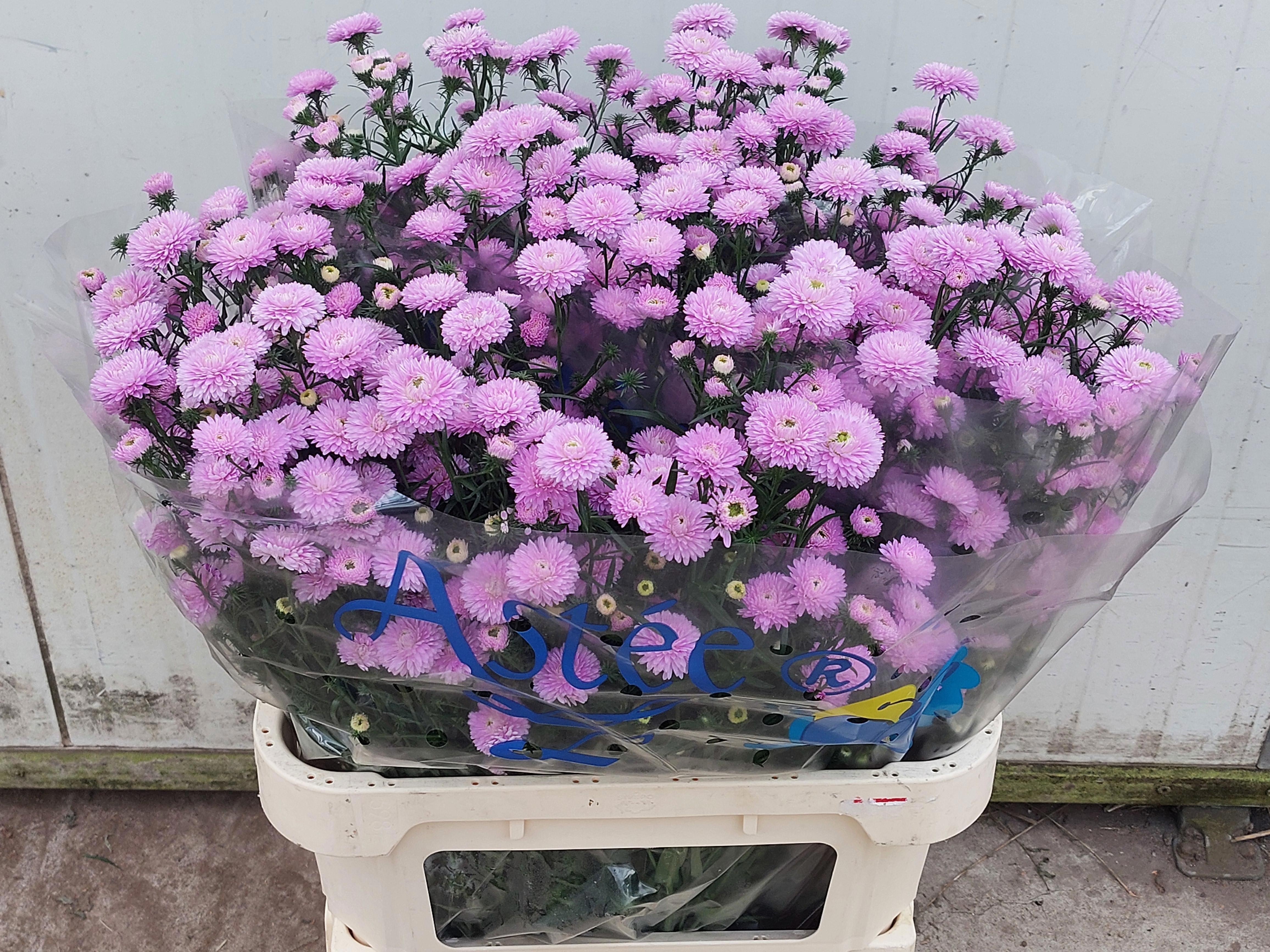 Aster Nb Astee P Pearl 80cm 35gram