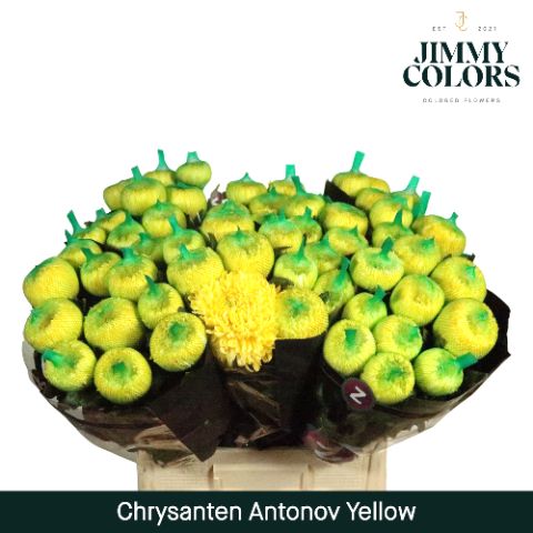 Chr G Antonov Yellow