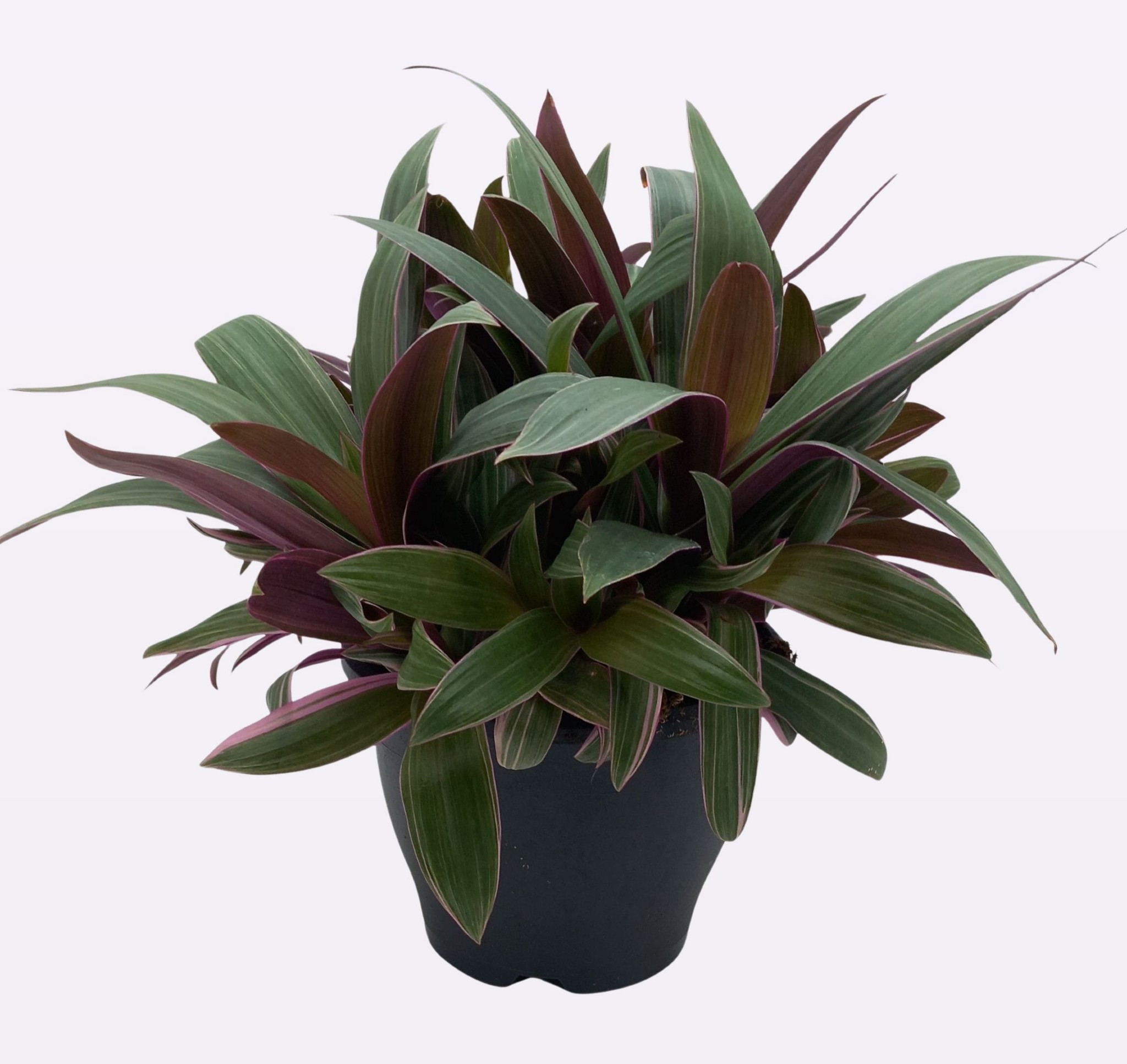 Picture of Tradescantia Spathacea Tricolor P35 35CM