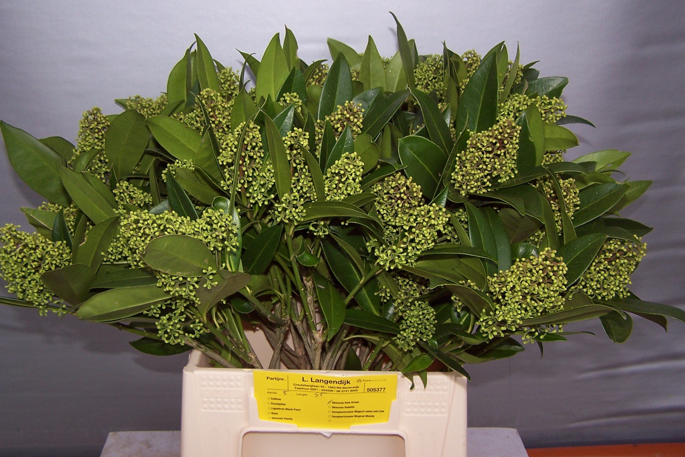 Skimmia Confusa Kew Green 40cm