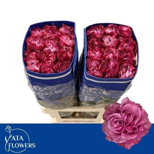 Rosa Country Blues 60cm
