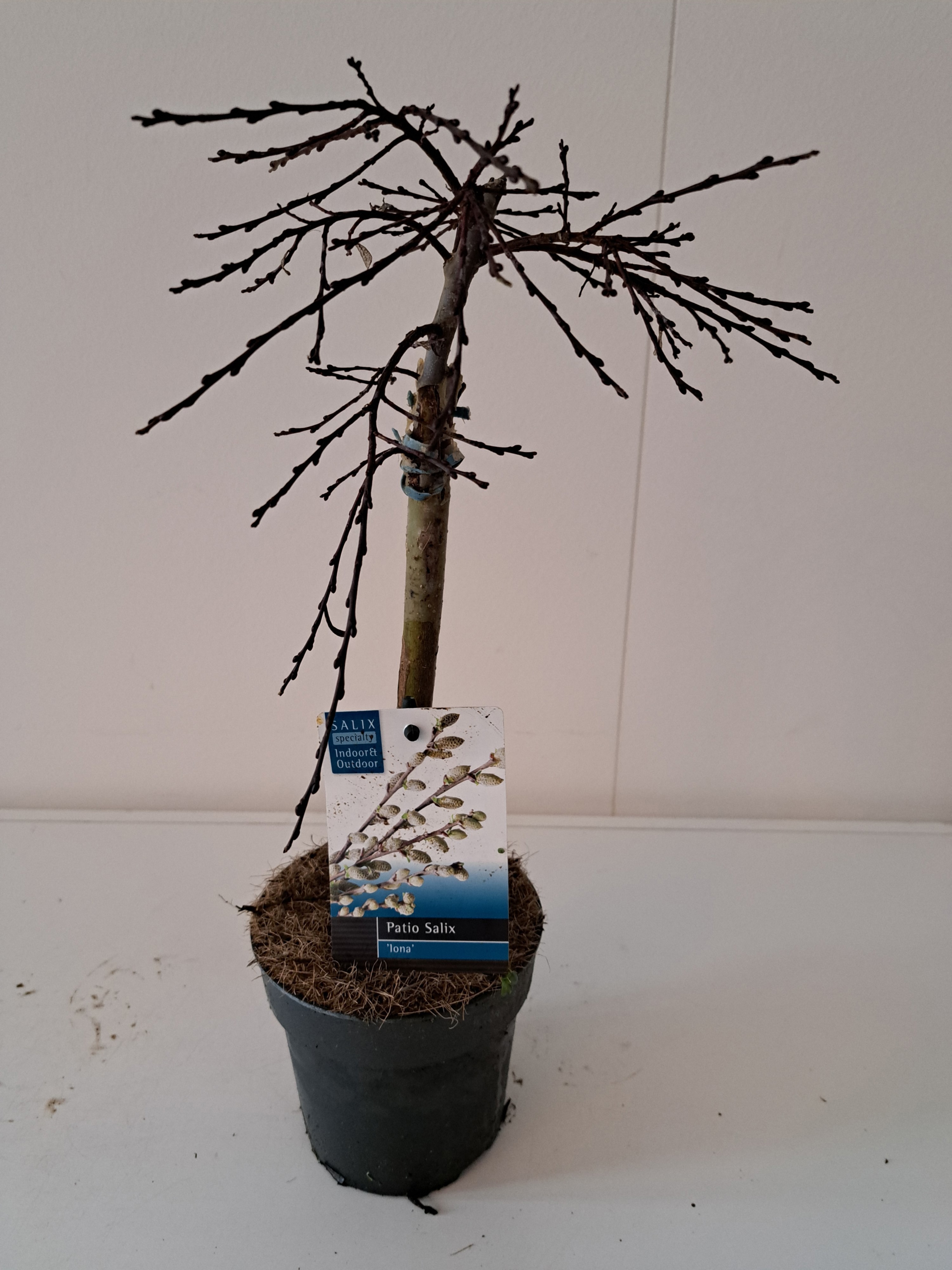 Picture of Salix Iona stam 30