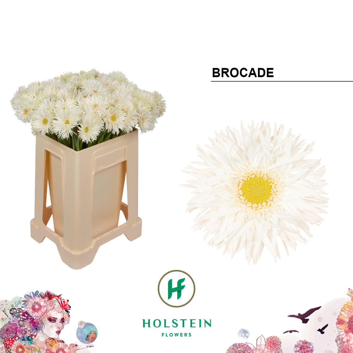 Ge Mi Brocade