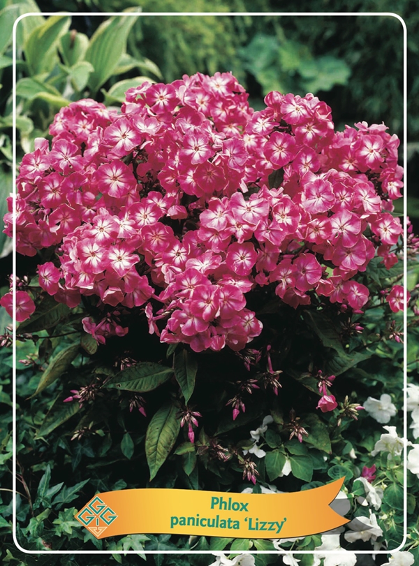 Picture of Phlox paniculata mix 6x10 srt. per shelve P11