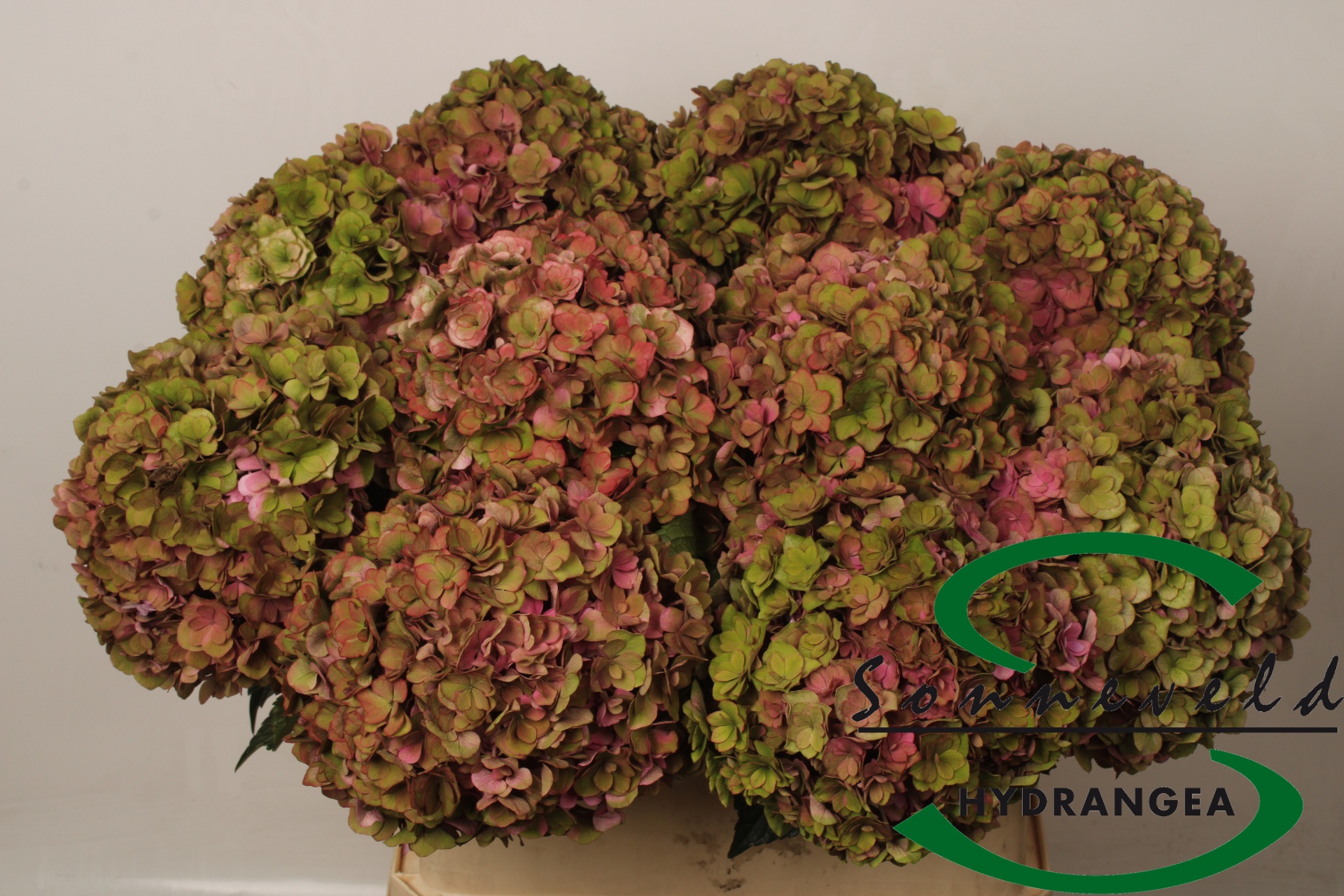 Hydrangea Royal Anastasia Classic 80cm 21Ø