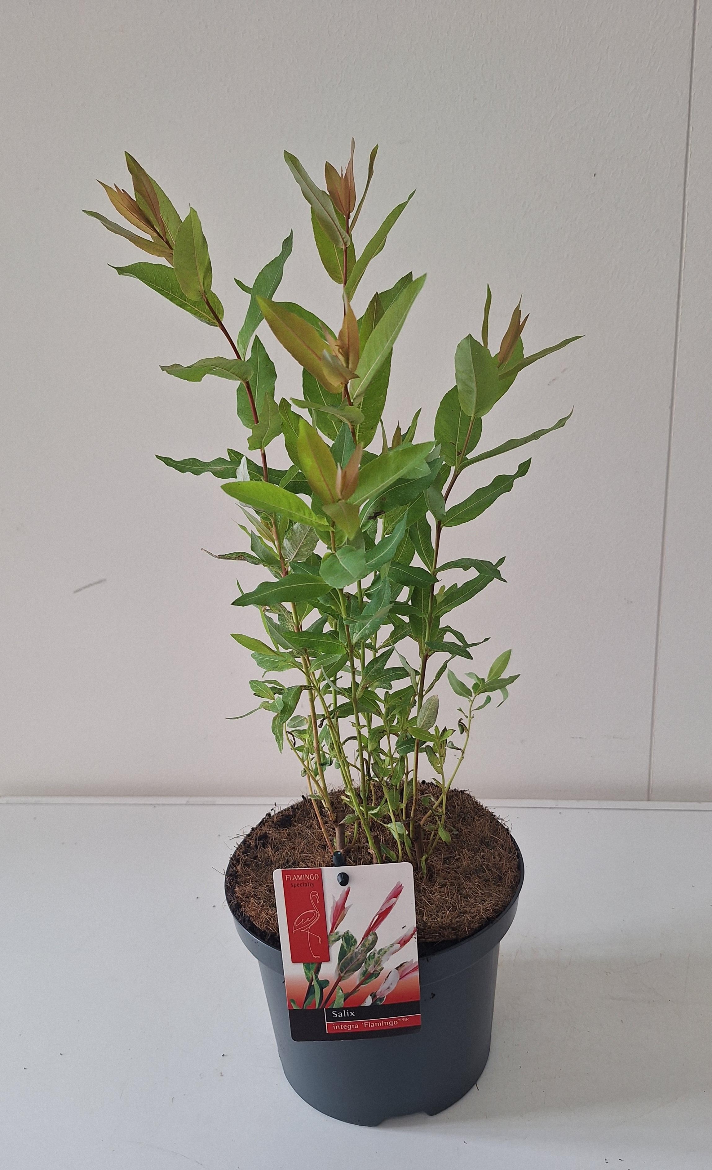 Picture of Salix Flamingo bush p17