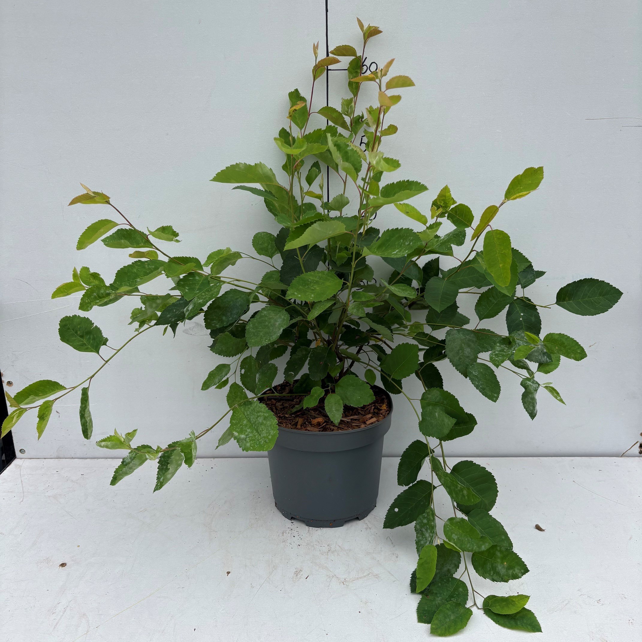 Amelanchier lamarckii