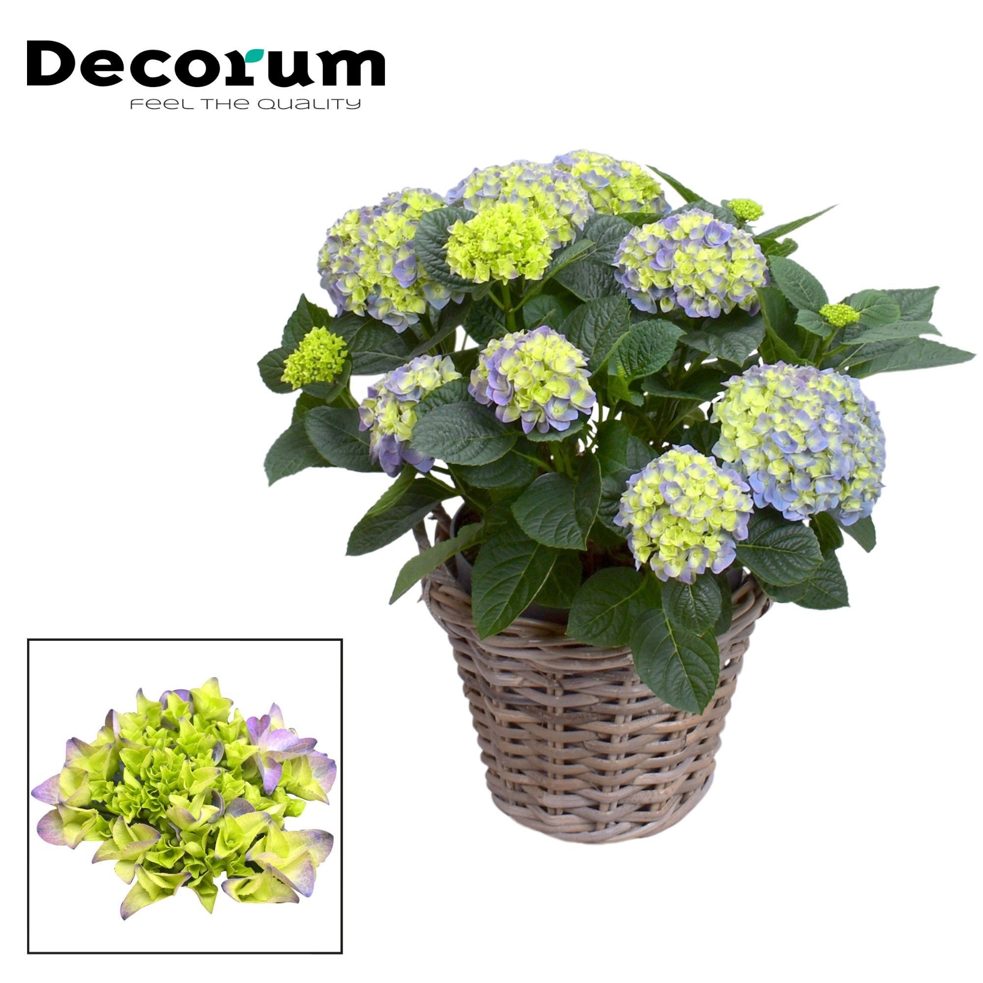 Hydrangea macr. Hi River 10-15 Blue in Basket Decorum | Gardenline