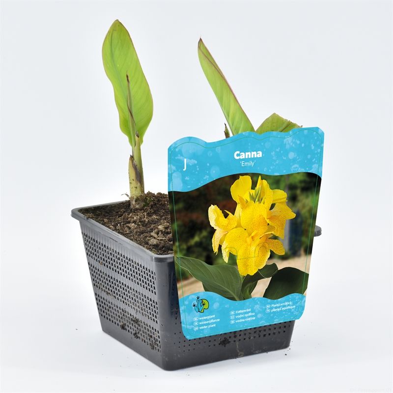 Canna Emilly (18x18) F:yell/L:green