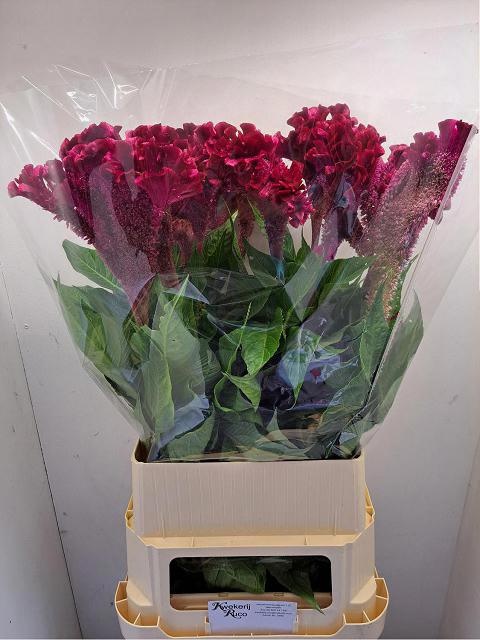 Cel C Turbo R Violet 100cm
