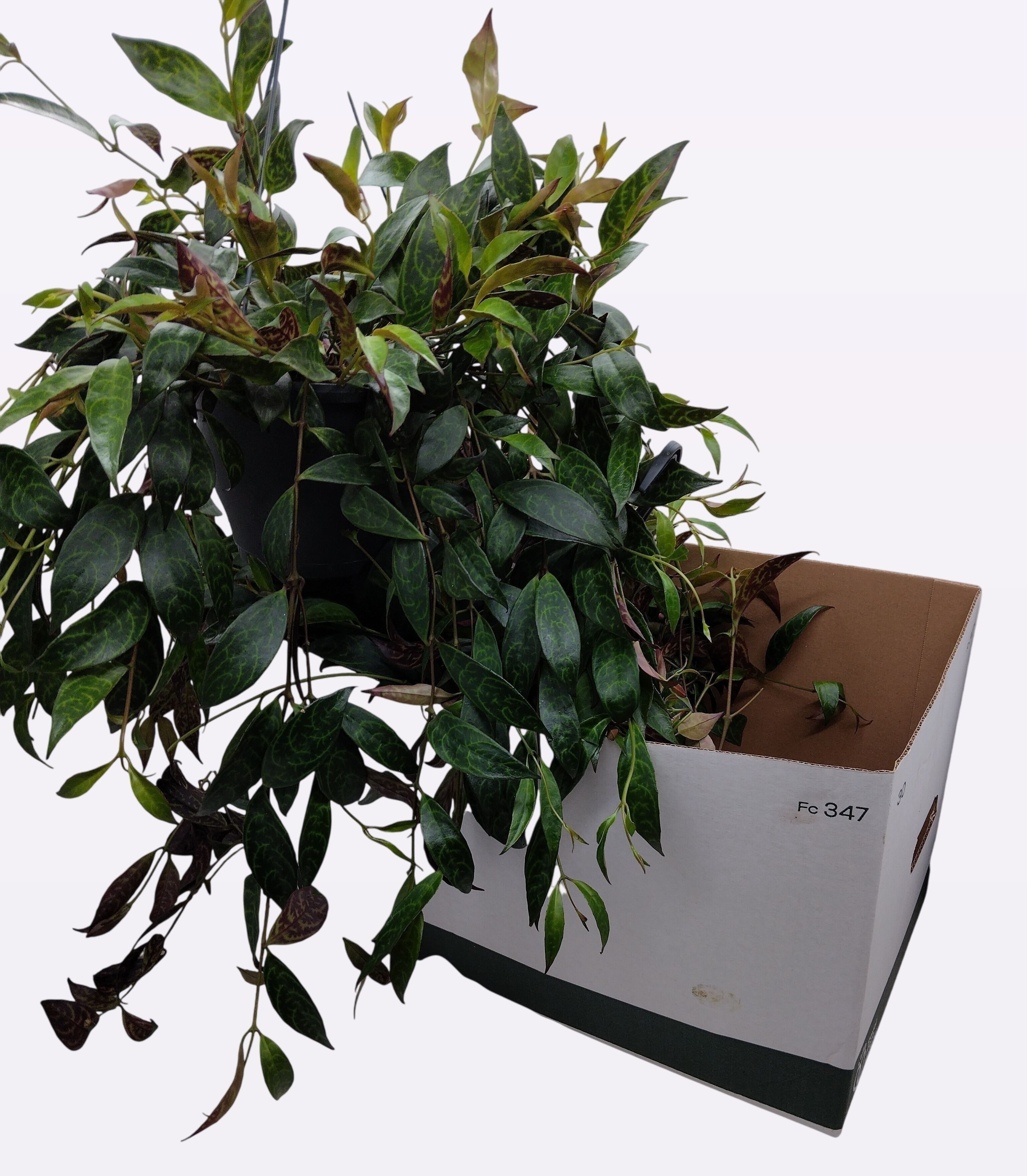 Aeschynanthus marmoratus - Aeschynanthus Hangplant