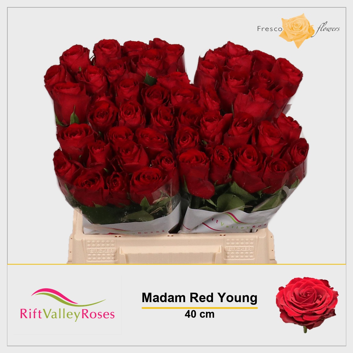 Rosa Madam Red 40cm