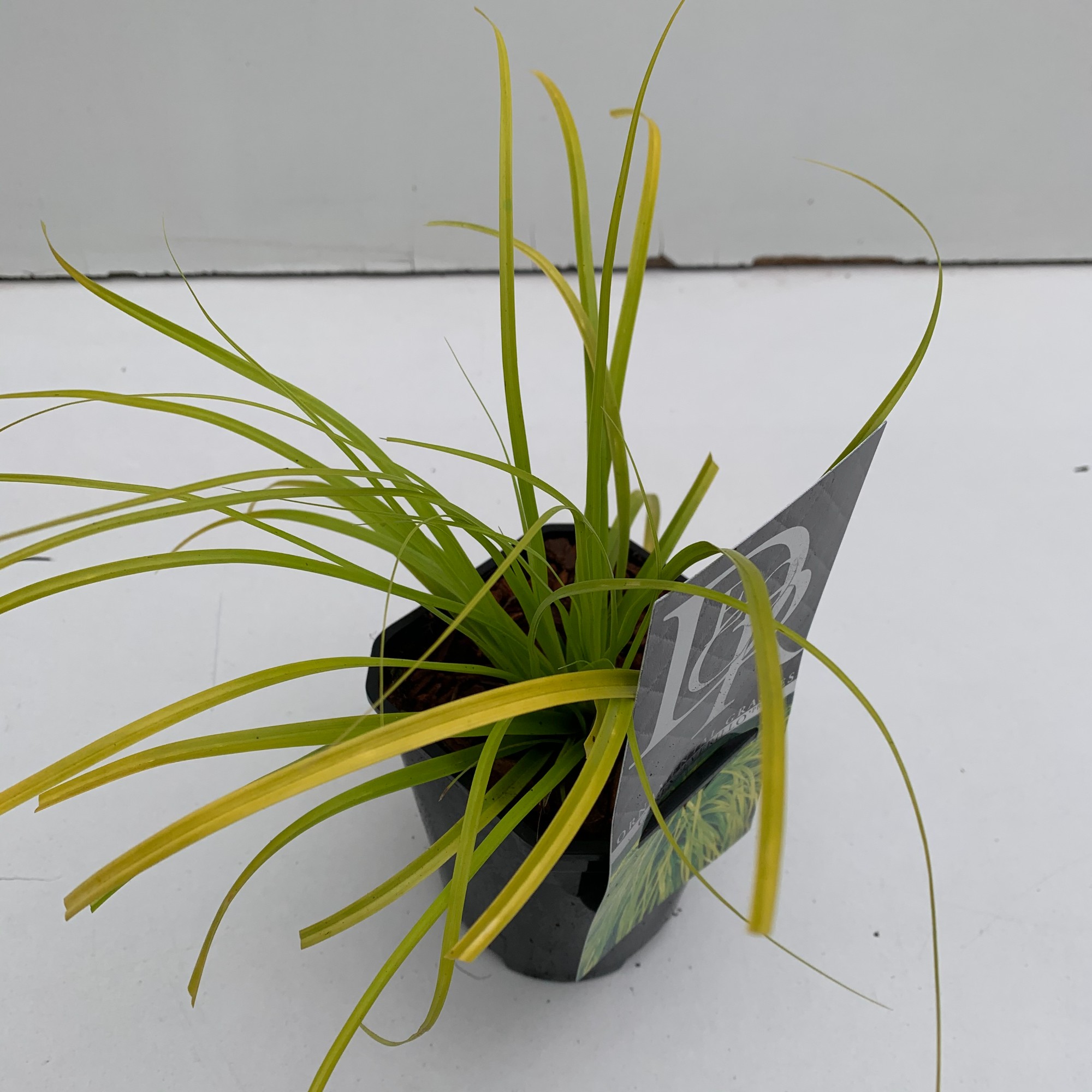 Picture of Carex Everillo P13-SQUARE