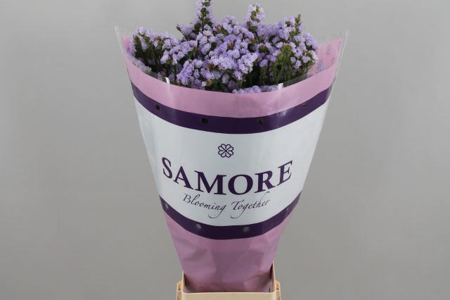 Limonium St Donau Birds 60cm 26gram