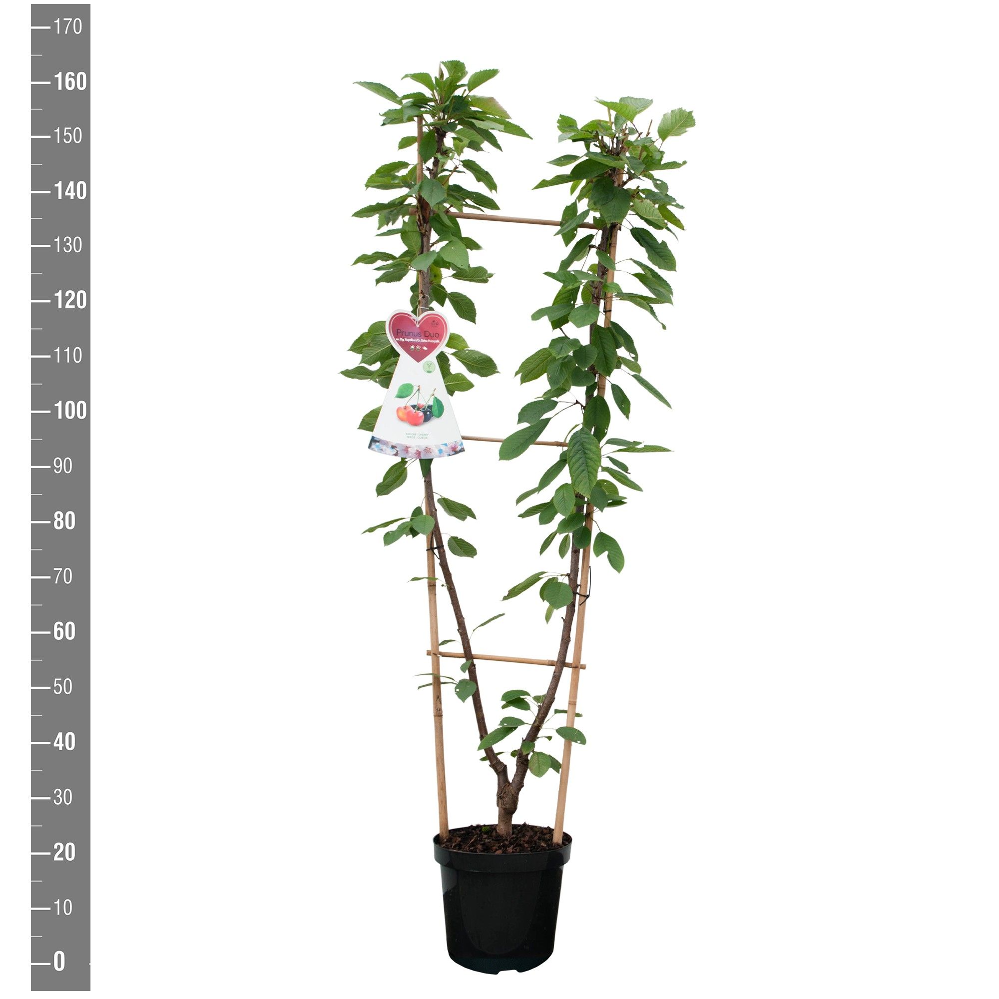 Prunus a Bigg. Napoleon x Grosse Schw. Knorpelk., Duo-boom