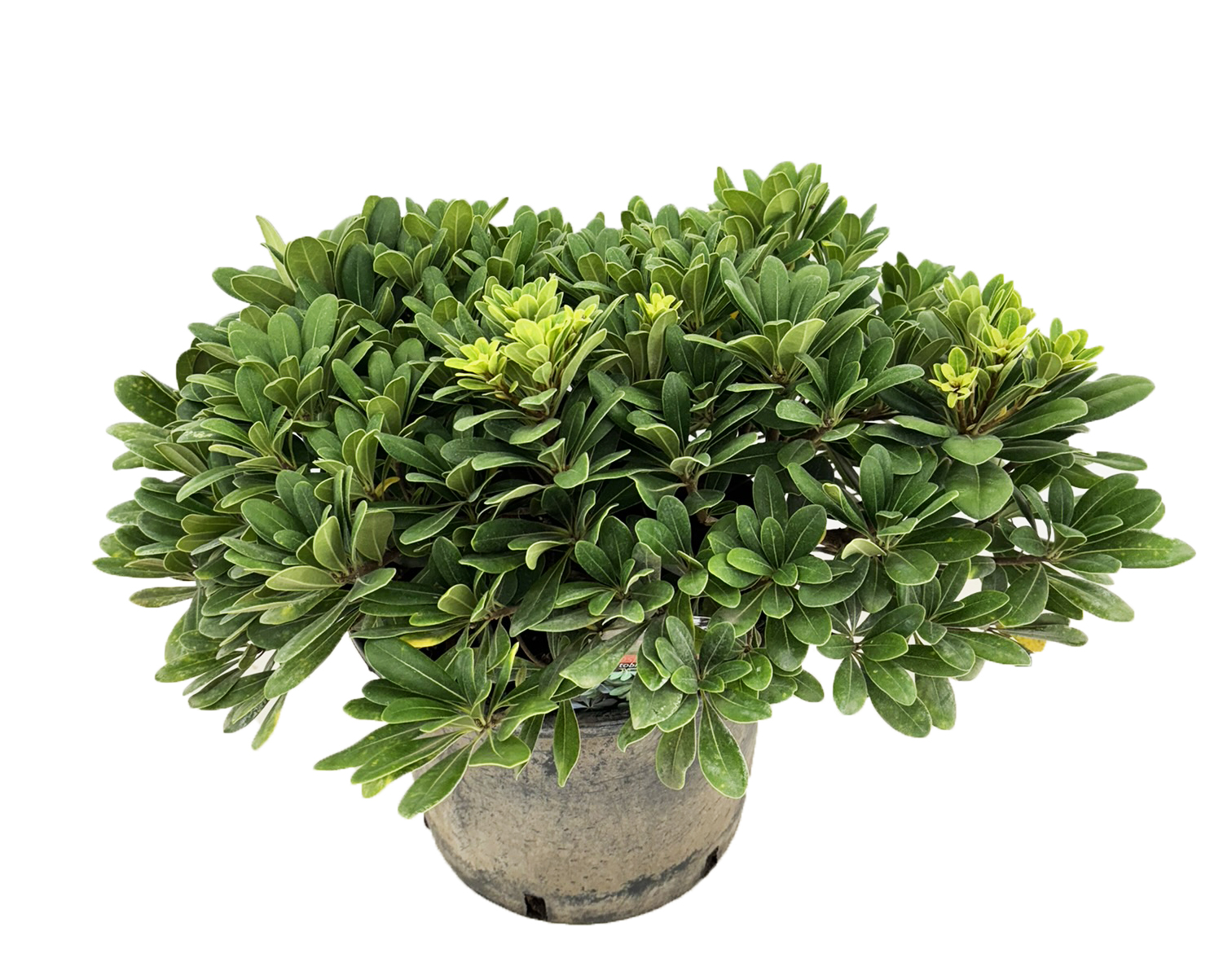 Picture of Pittosporum tobira nanum P26 (7.5 Ltr) 55CM (LOOSE)