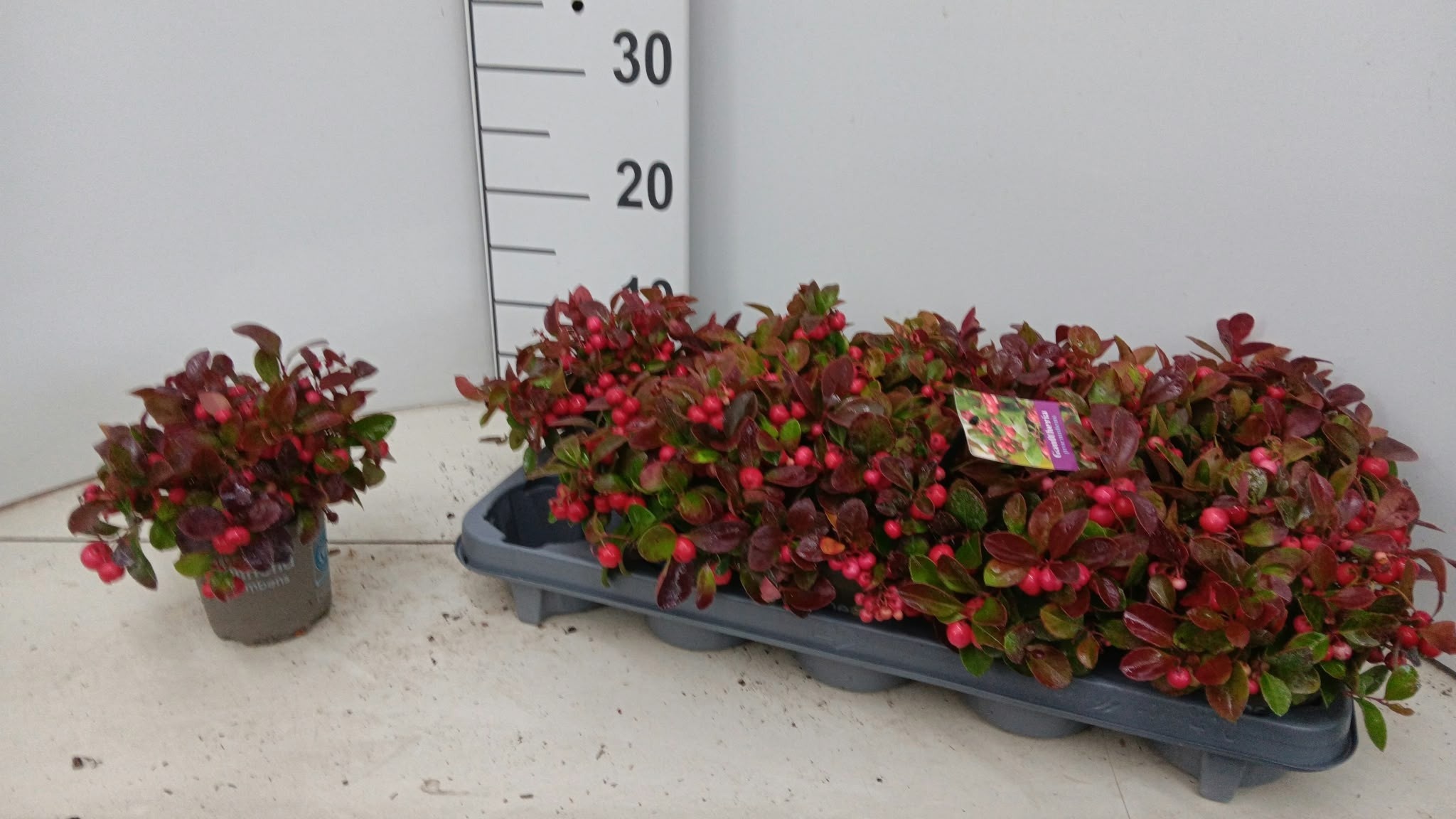 Gaulth Procumbens 510P 18H