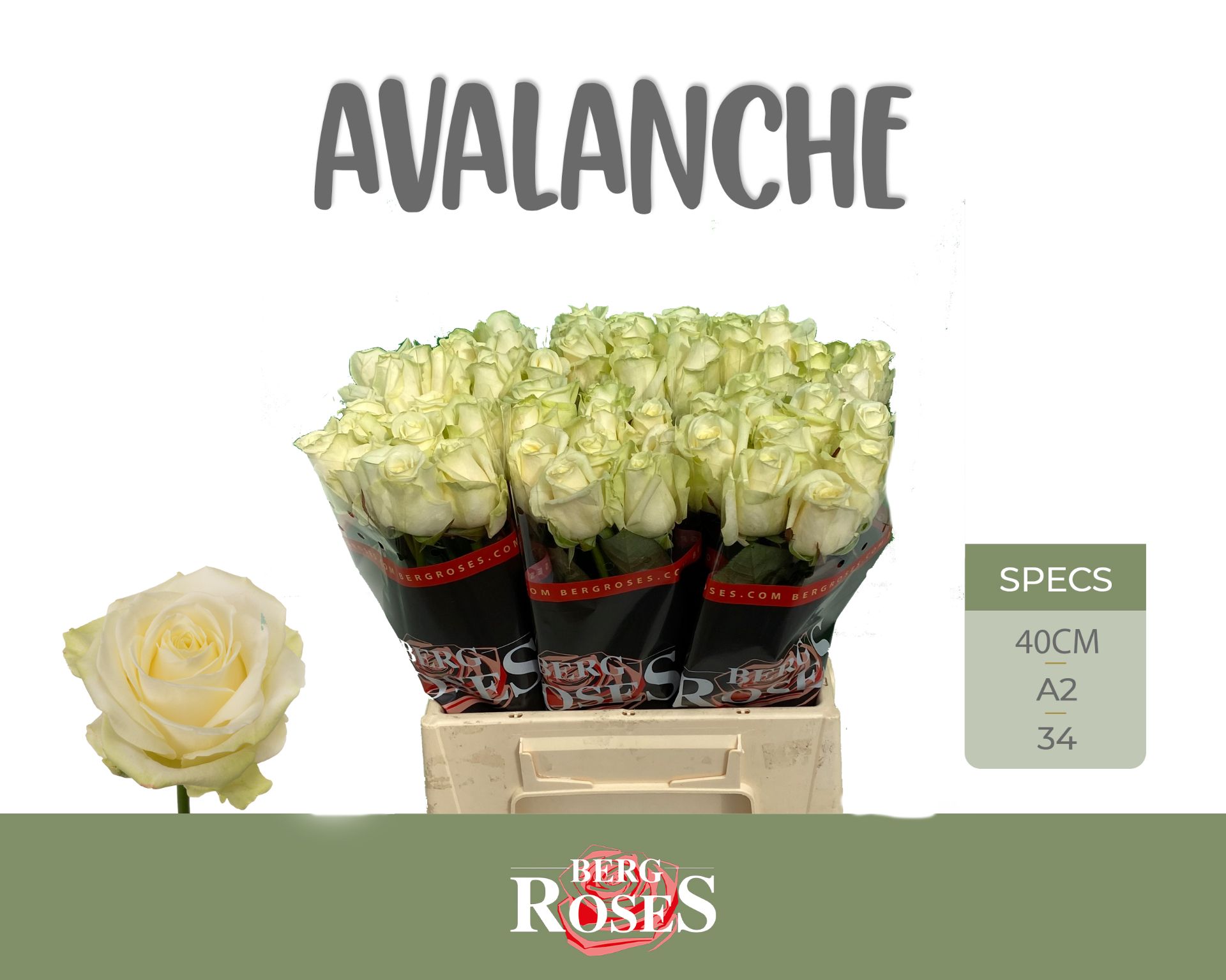 Rosa Avalanche 40cm