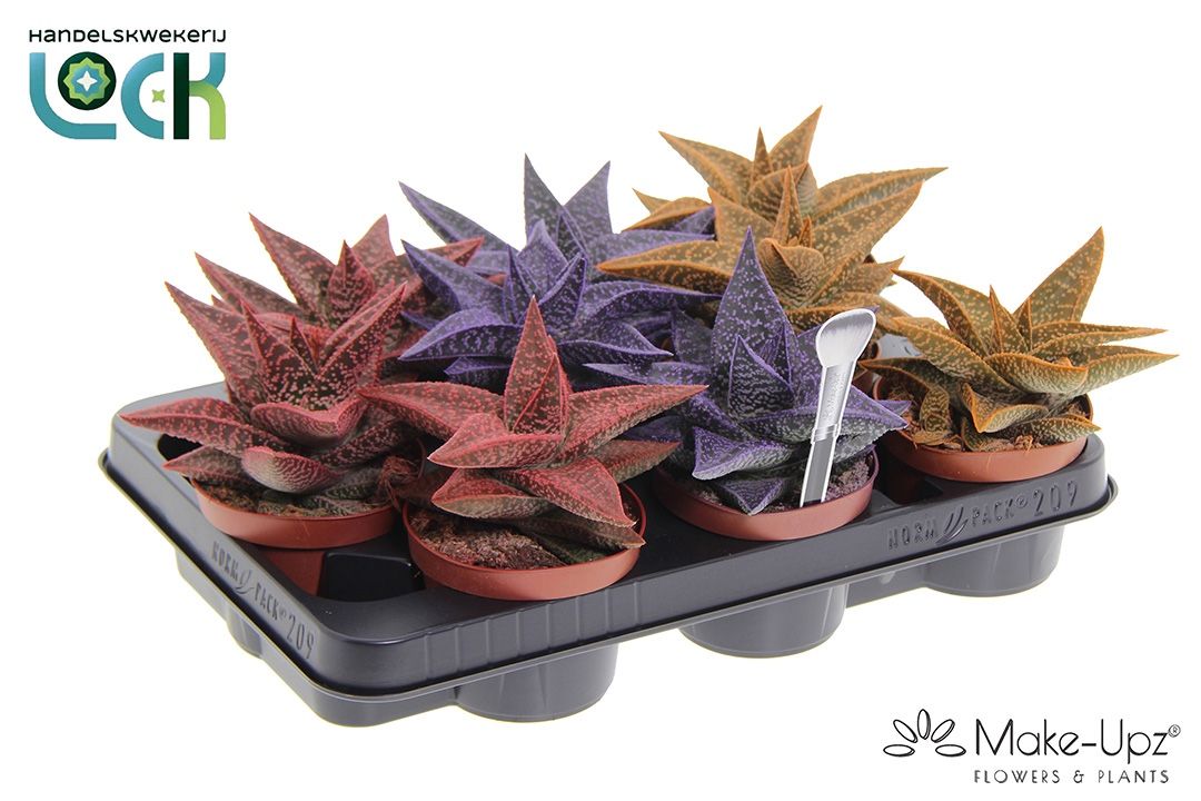 Gasteraloe Aveo 510Ø 15cm